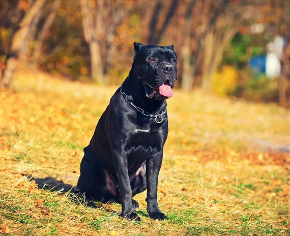 cane-corso-perfil