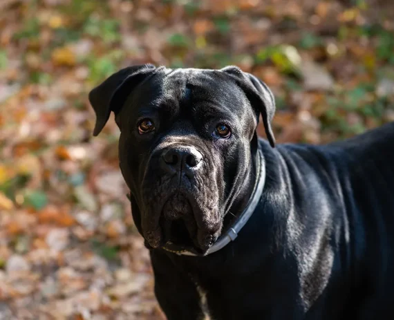 cane-corso