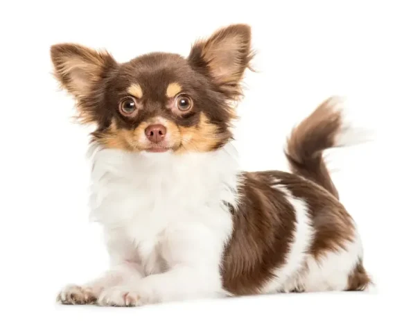 chihuahua-img1