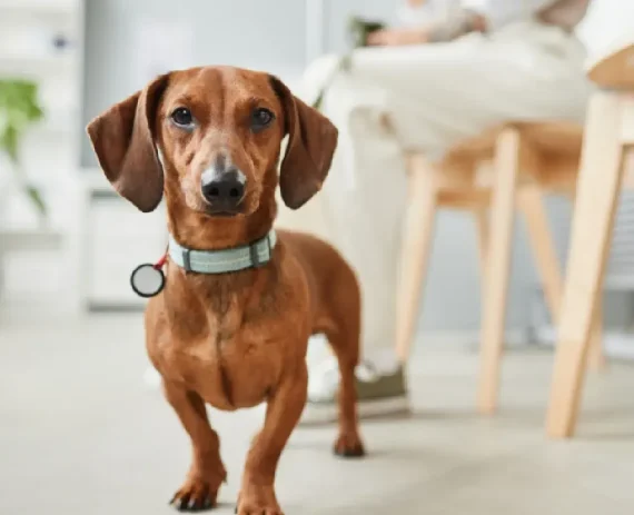dachshund-img1