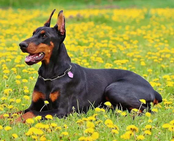 dobermann-img1