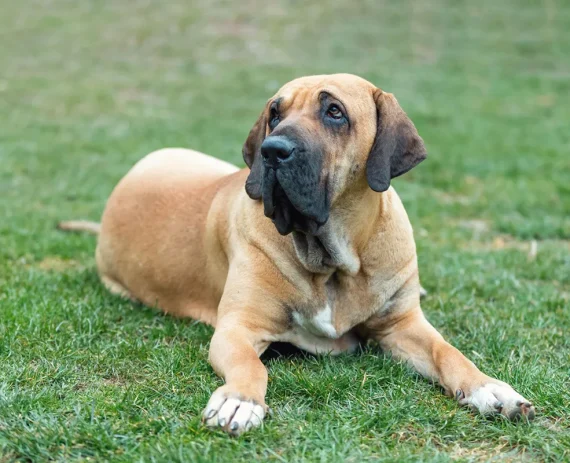 fila-brasileiro-img1