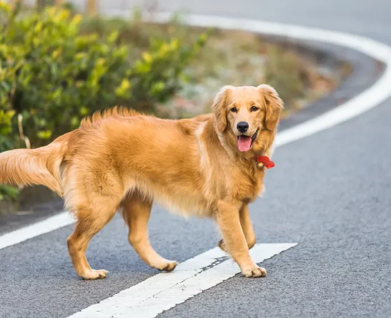 golden-retriever-perfil