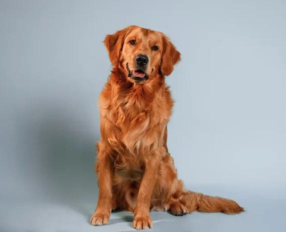 golden-retriever