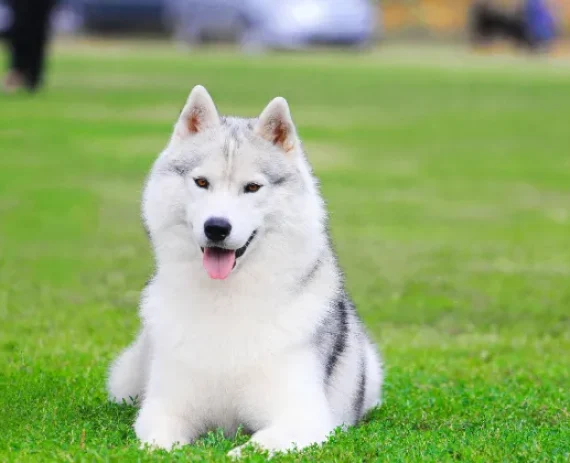husky-siberiano-img1