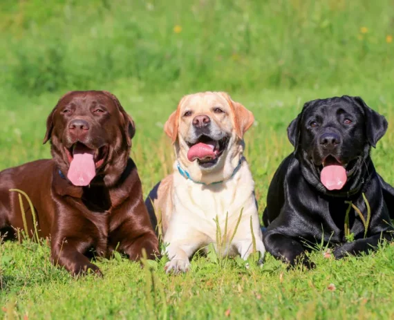 labrador-img1
