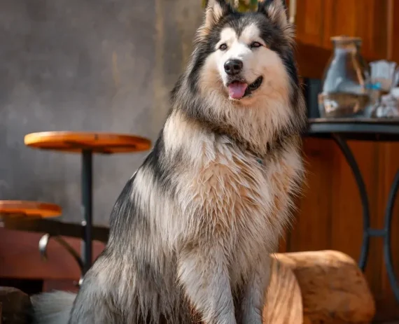 malamute-alasca-img1