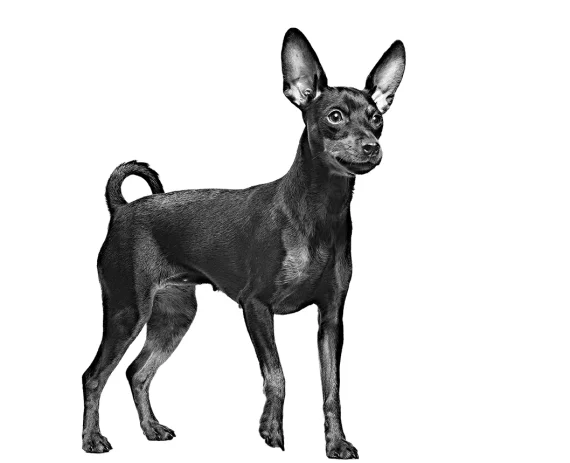 pinscher-miniatura-img1