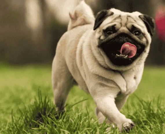 pug-img1