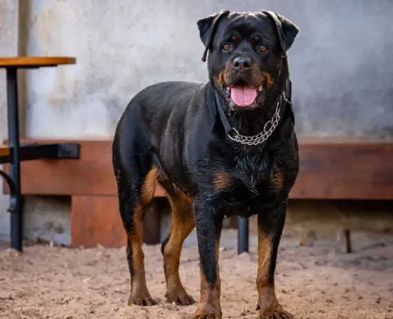 rottweiler-img1