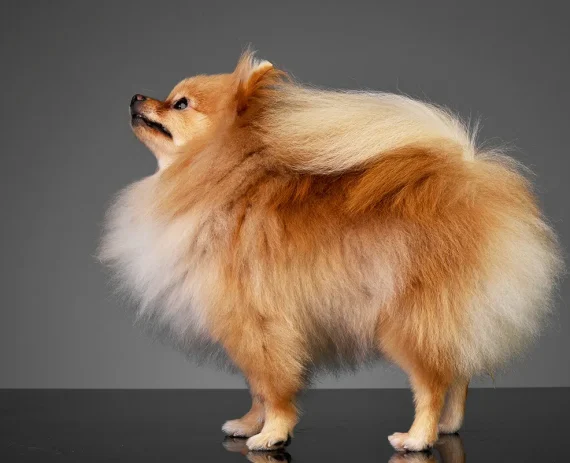 spitz-perfil