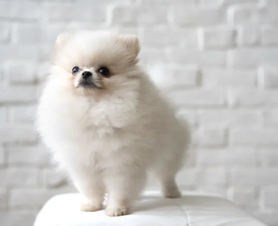 spitz